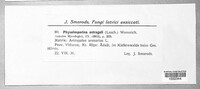 Stigmatula astragali image